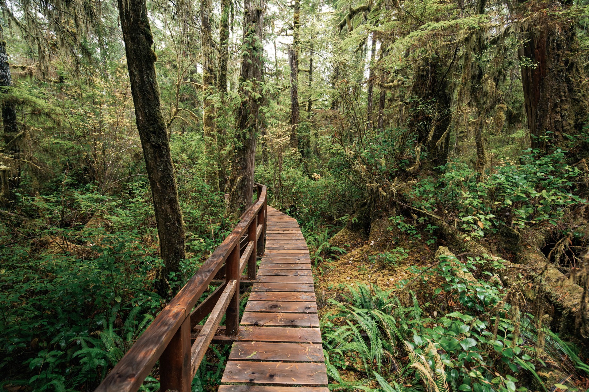Rainforest Trail Ucluelet on Vancouver Island, Canada Background West Canada British Columbia